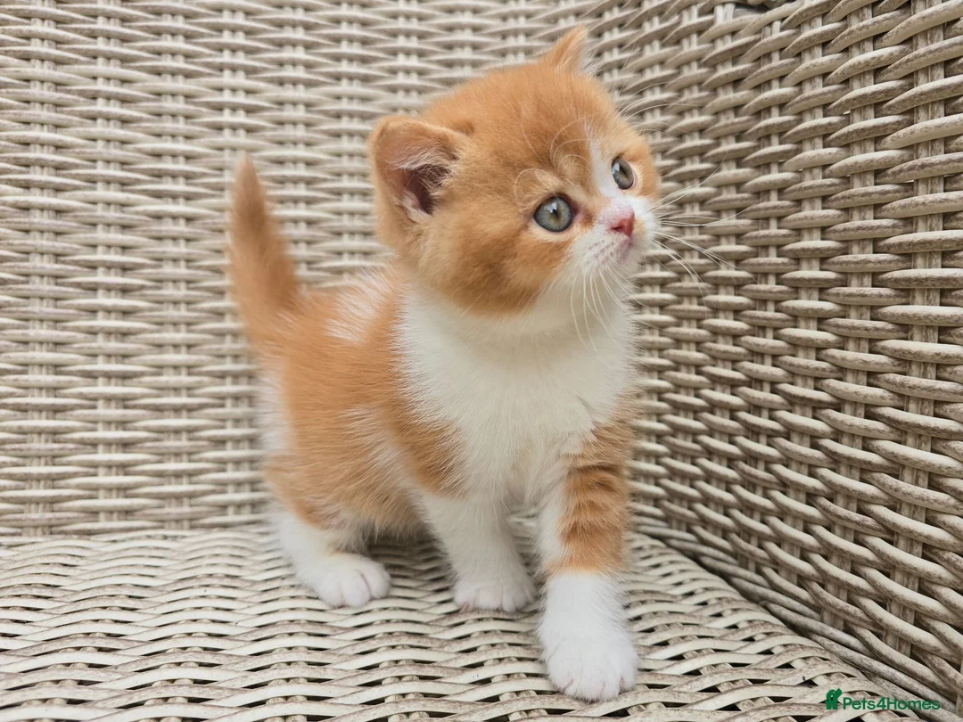 British Shorthair cats for sale: Stunning British Shorthair Kittens  - Advert 2