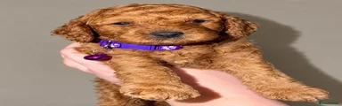 Cockapoo 1