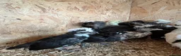 Mixed Breed poultry for sale: Ducks, ducklings, pullets, chicks - Advert 21