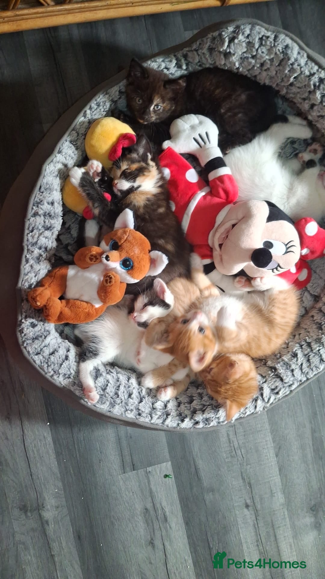 Mixed Breed cats Adorable kittens looking for loving homes - Advert 3