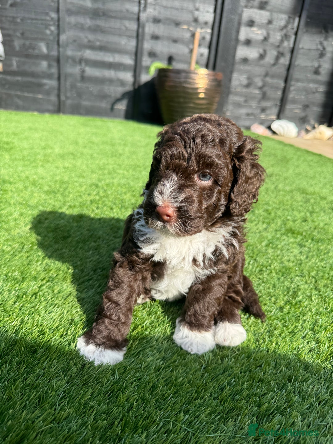 Mixed Breed dogs for sale: Goldendoodle/Australian double doodles  - Image 7