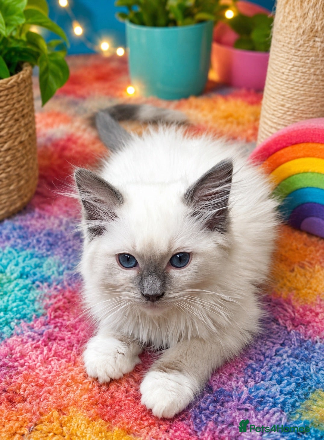 Ragdoll cats Stunning GCCF reg kittens available to 5* homes.  - Advert 1