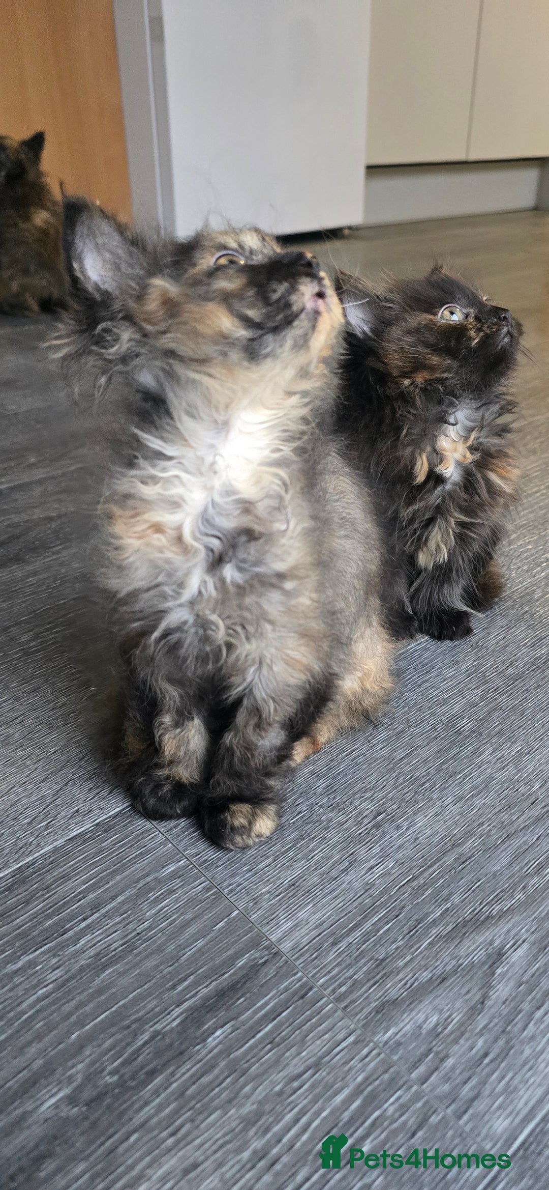 LaPerm cats for sale: 8 Laperm mix kittens, curly & long-haired - Advert 14