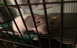 Rat rodents for sale: 2 female rats free to a good home - Image 3