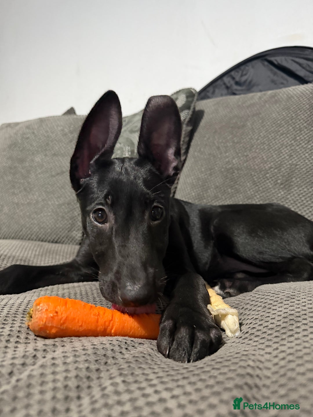 Belgian Shepherd Dog dogs for sale: Belgian malinois 3 month old pup  - Advert 2