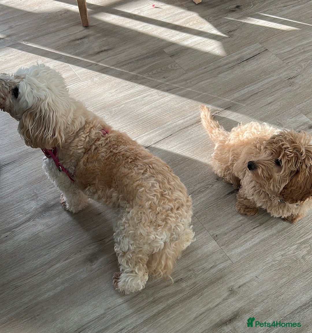 Mixed Breed dogs for sale: Gorgeous 6m family friendly male puppy  - Advert 3