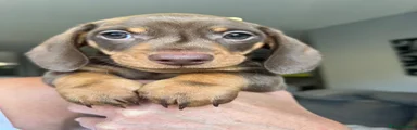 Miniature Dachshund 3