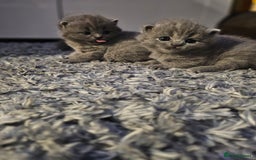 British Shorthair cats for sale: Beautiful British blue kittens  - Image 2
