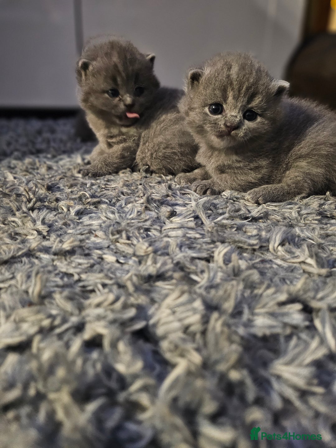 British Shorthair cats for sale: Beautiful British blue kittens  - Image 2