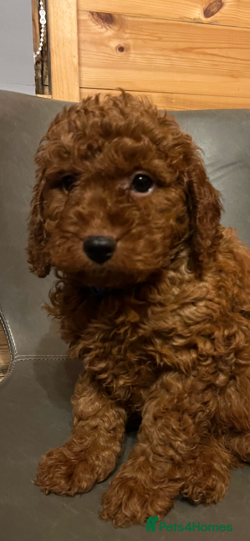 Cavapoo dogs Cava poo puppies - Advert 1