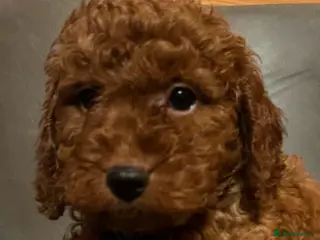Cavapoo dogs Cava poo puppies - Advert 1