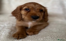 Cocker Spaniel dogs for sale: Extensively Health Tested KC Cocker Spaniels  - Image 5