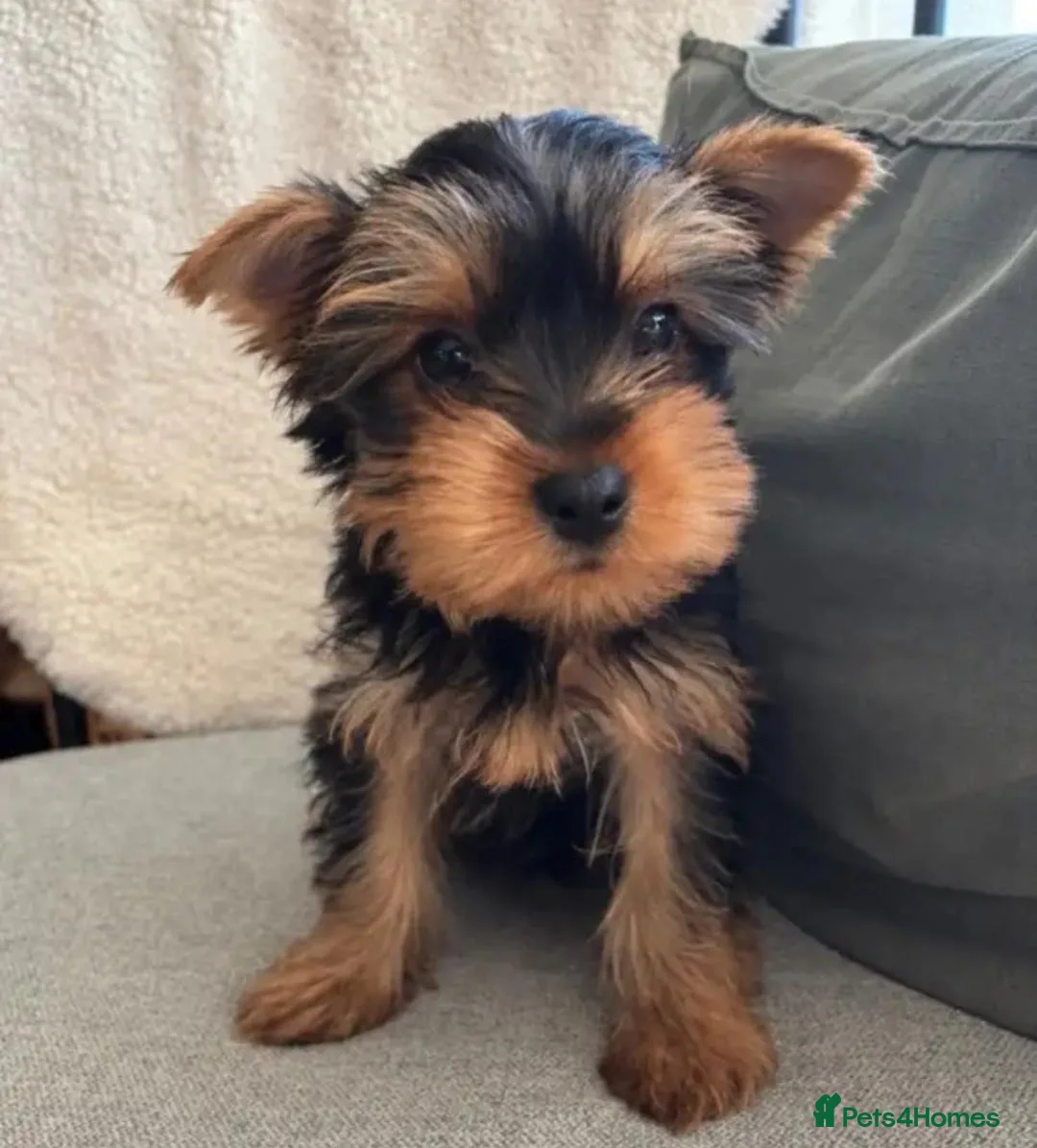 Yorkshire Terrier dogs for sale: Friendly Yorkshire Terrier Puppies for good homes in Bristol - Advert 4