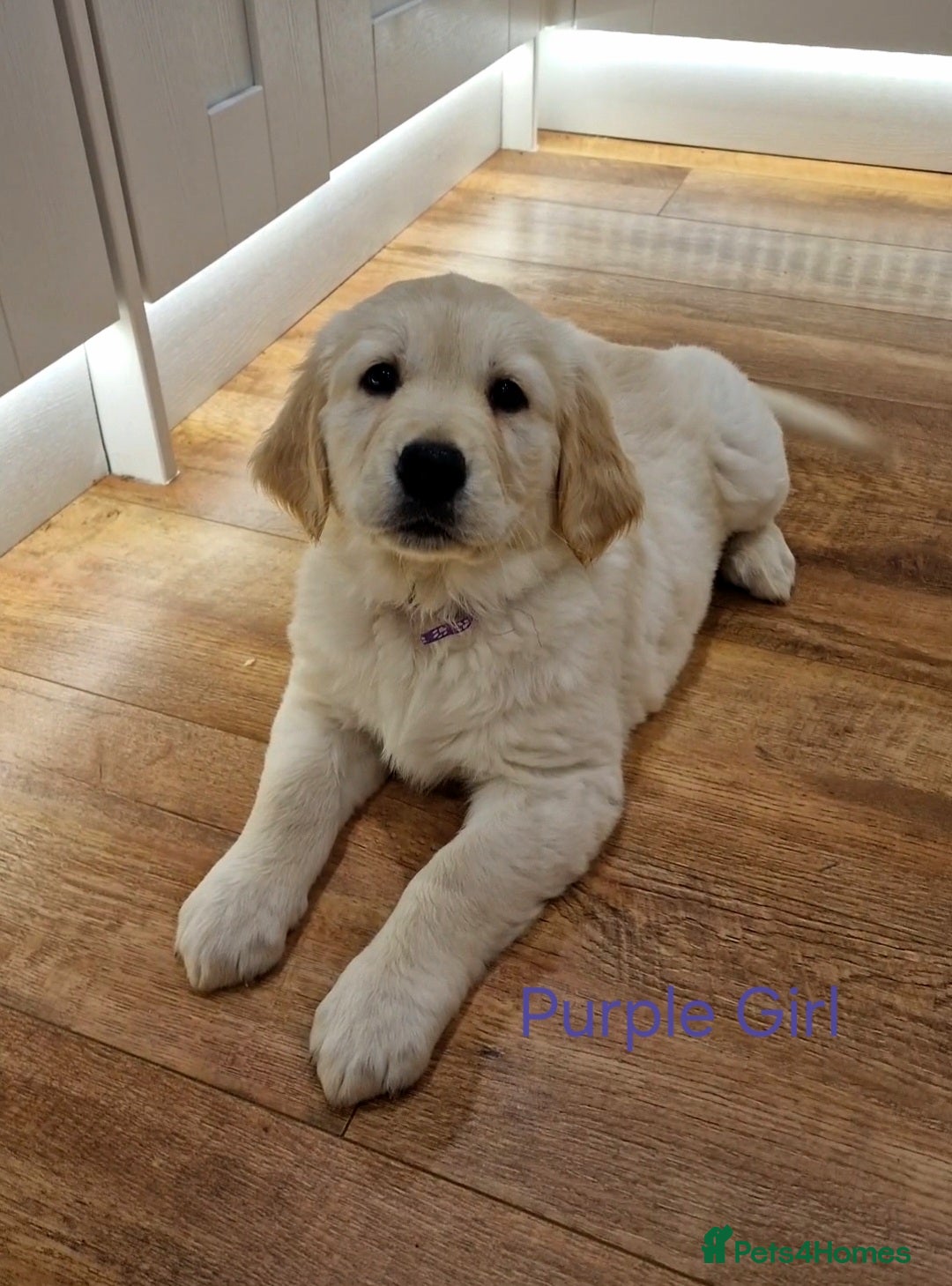 Golden Retriever dogs ✨️READY TO LEAVE✨️KC Registered Golden Retriever - Advert 7