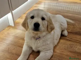 Golden Retriever dogs ✨️READY TO LEAVE✨️KC Registered Golden Retriever - Advert 3