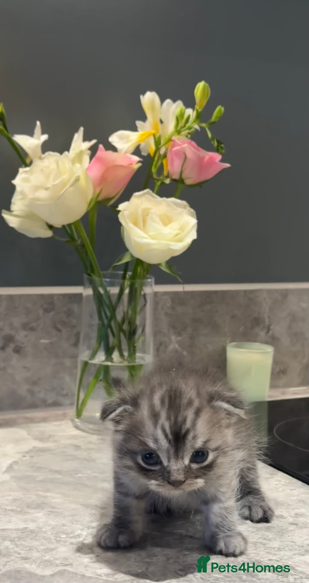 British Shorthair cats for sale: 🐾✨ READY for Their Forever Home ✨🐾 - Image 9