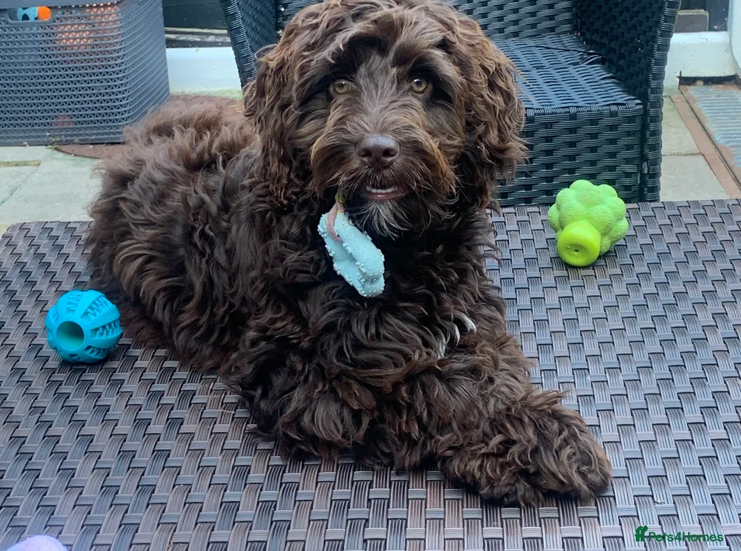 Cockapoo dogs for sale: Cockapoo 1 years old chocolate brown  - Advert 8