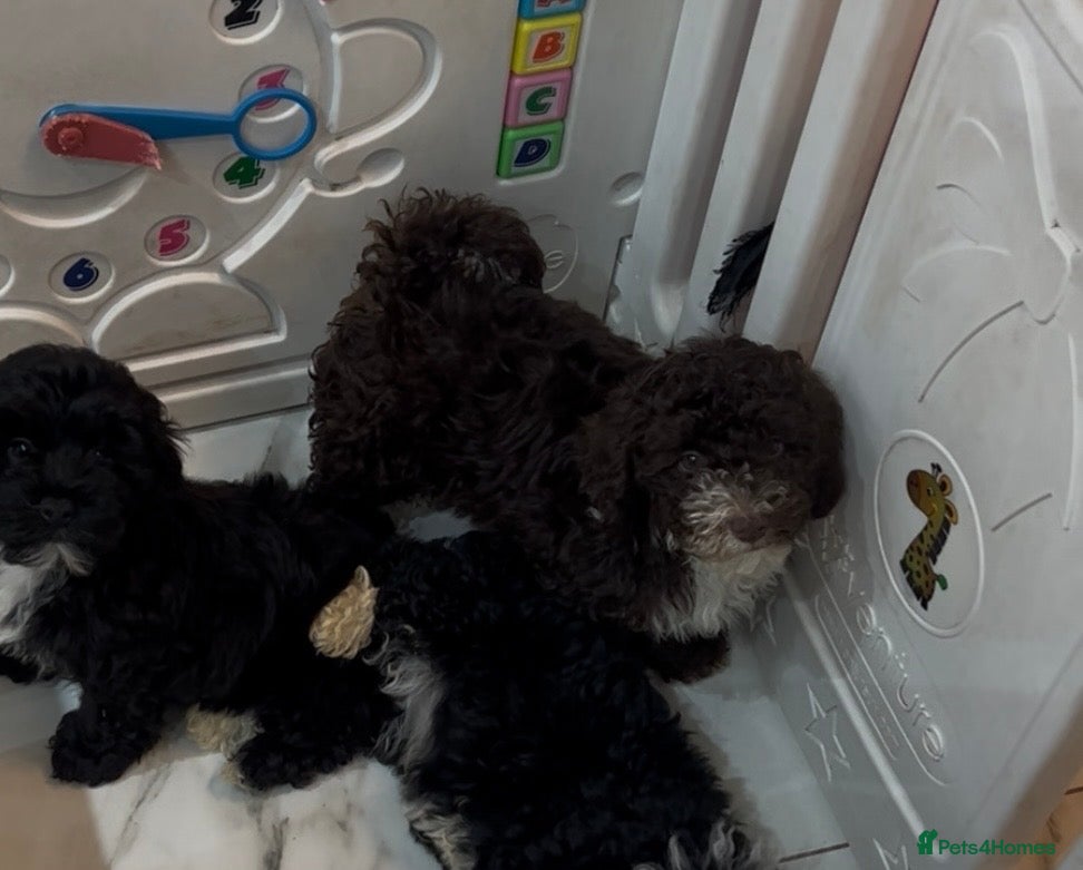 Shihpoo dogs Beautiful Toy Shihpoo Litter - Advert 2