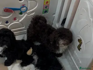 Shihpoo dogs Beautiful Toy Shihpoo Litter - Advert 2