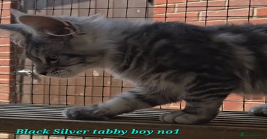 Maine Coon cats in Rotherham - Advert 13