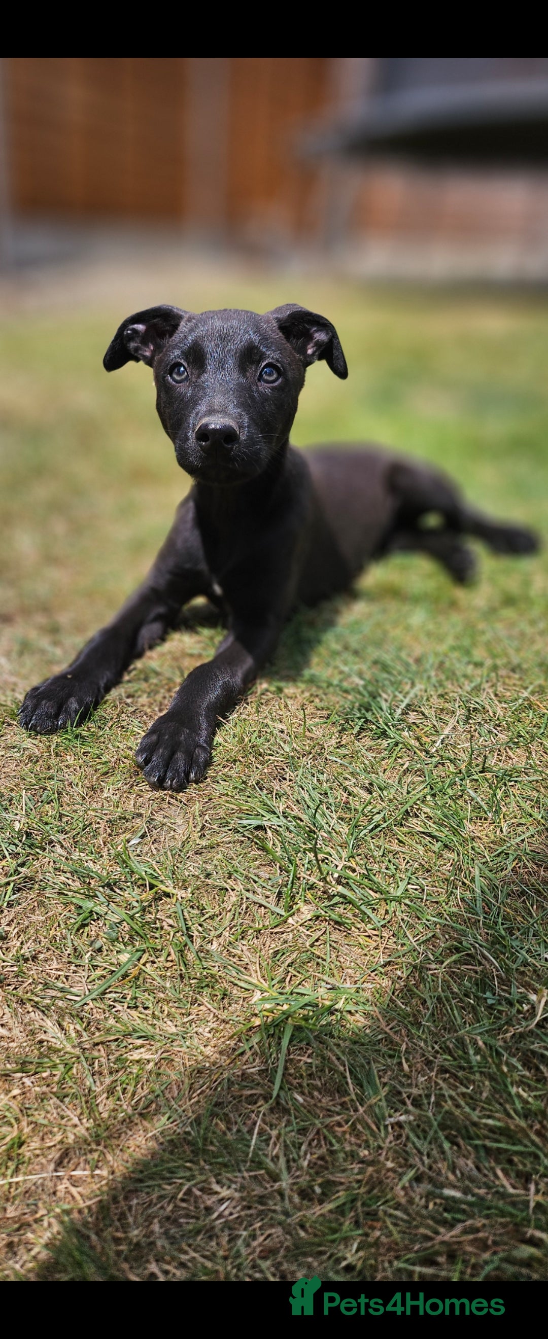 Lurcher dogs for sale: Deerhound Greyhound x deerhound Greyhound f1 - Image 17