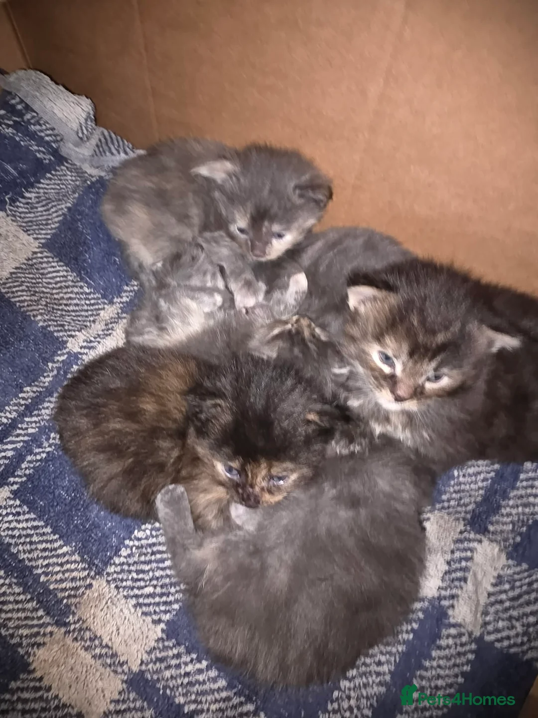 Maine Coon cats for sale: Stunning Full Maine Coon Kittens - Advert 1