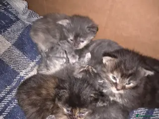 Maine Coon cats Stunning Full Maine Coon Kittens - Advert 2