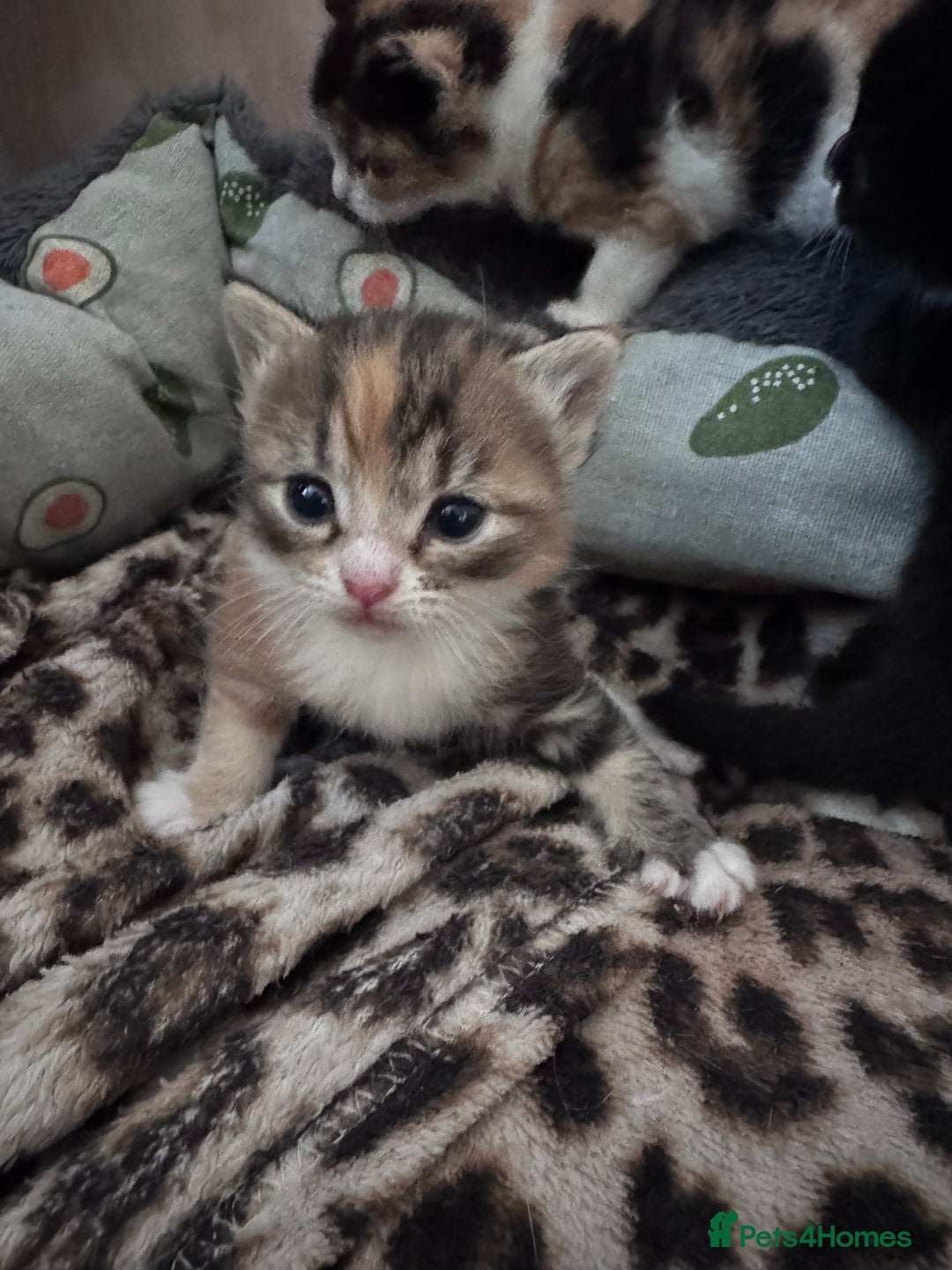Bengal cats for sale: Beautifull kittens for sale - Image 21