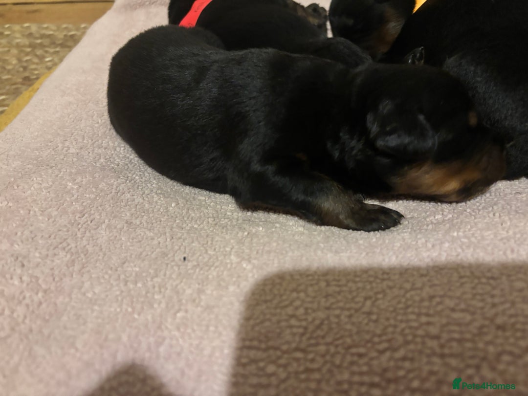 Rottweiler dogs for sale: *** Pedigree Rottweiler puppies*** - Advert 9