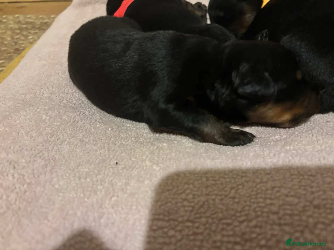 Rottweiler dogs for sale: *** Pedigree Rottweiler puppies ready in 2 wks*** - Advert 11