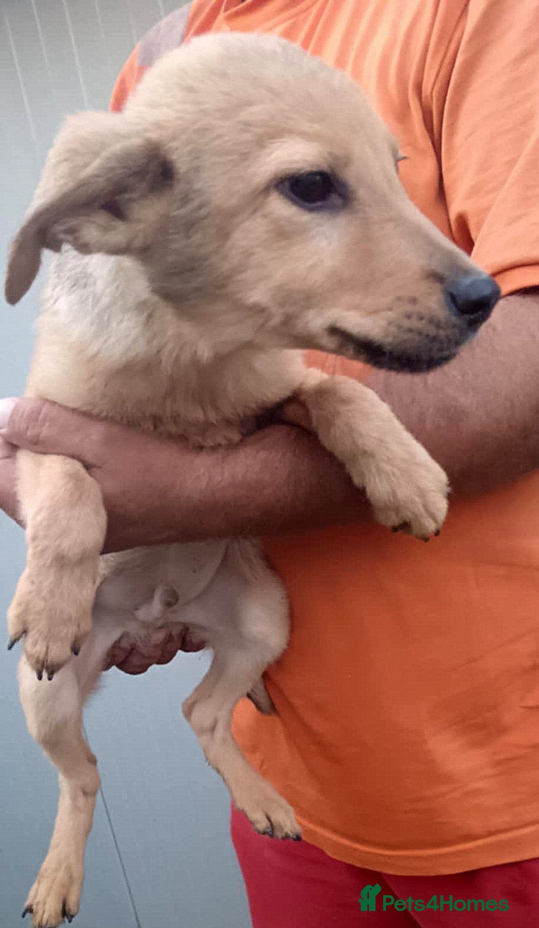 Mixed Breed dogs for adoption: 💖 MORGAN – A gentle boy with a sunny nature 💖 - Advert 2