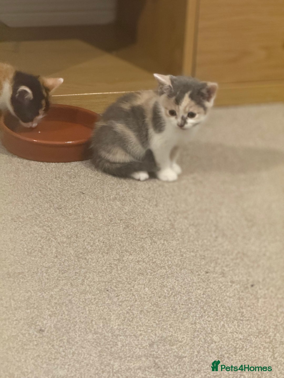 Mixed Breed cats for sale: 🤩🤩 10 beautifull fur babies 🤩🤩 - Advert 9