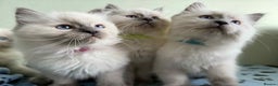 Ragdoll cats for sale: GCCF registered ragdoll kittens - Advert 8