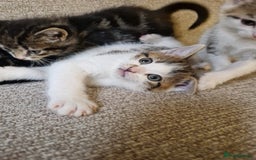 Mixed Breed cats for sale: 4 beautiful kittens available Saturday 22nd - Advert 7