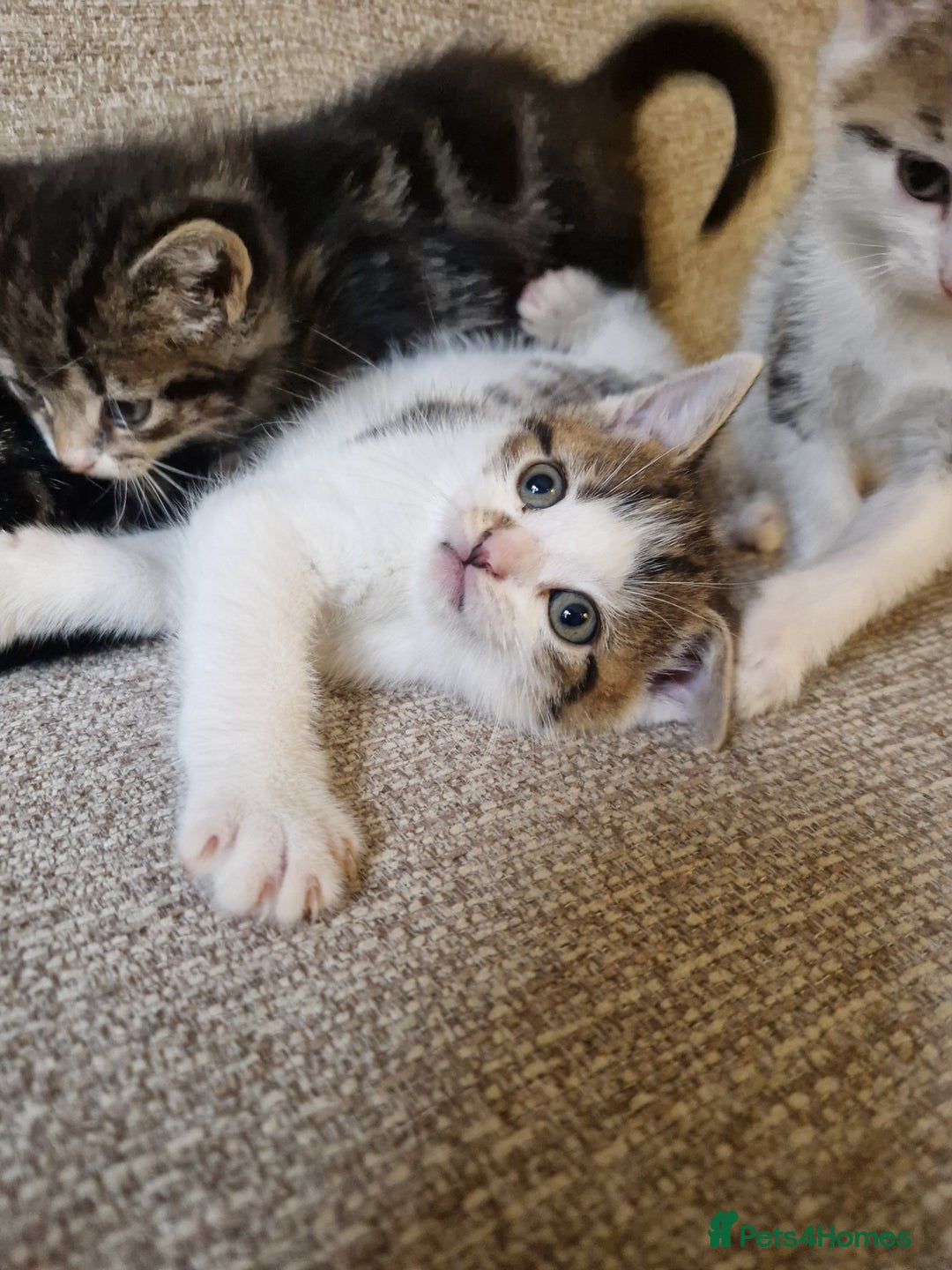 Mixed Breed cats for sale: 4 beautiful kittens available Saturday 22nd - Advert 7
