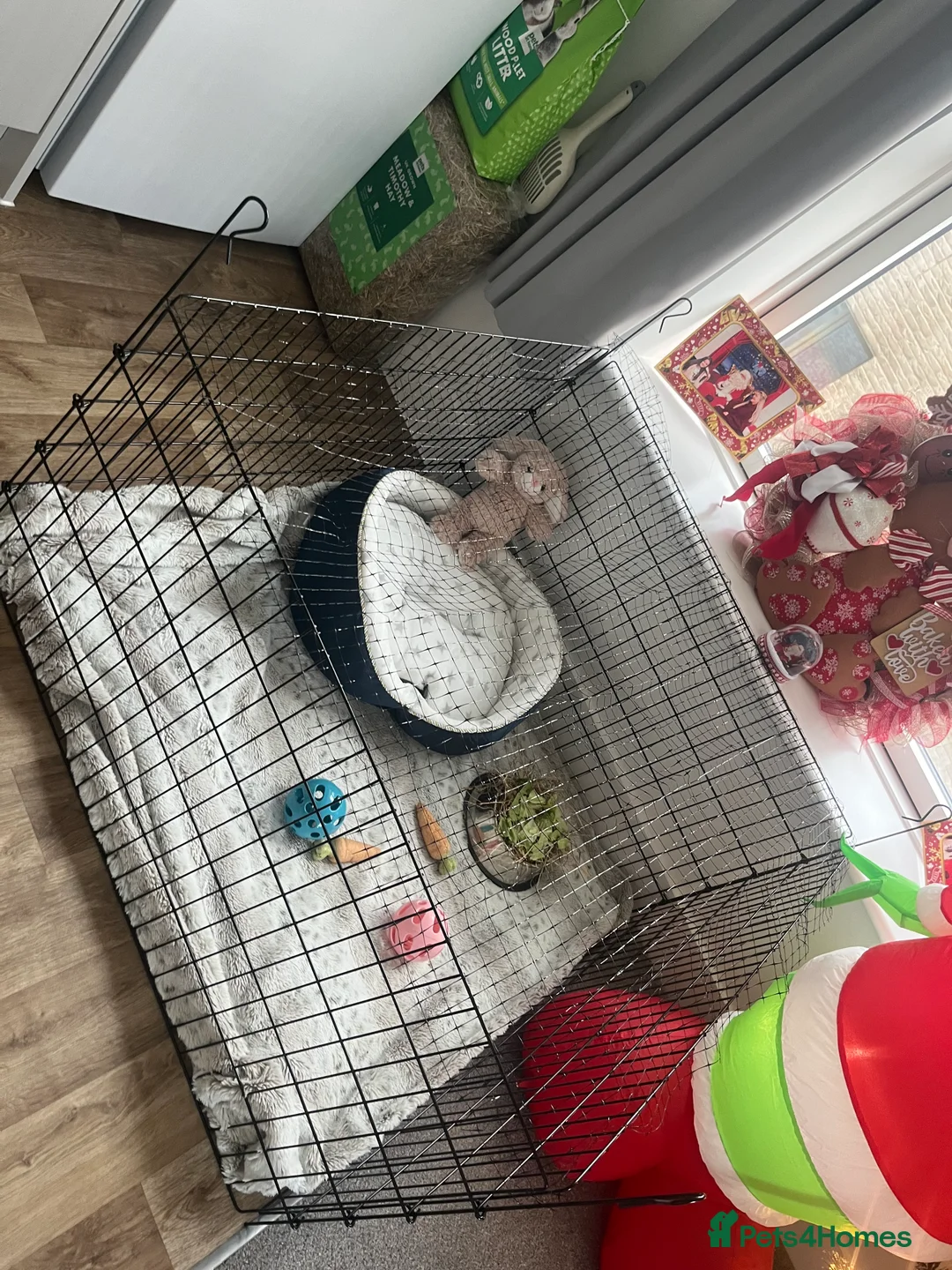 English Lop rabbits for sale: Lop bunny’s  in Stevenage - Advert 11