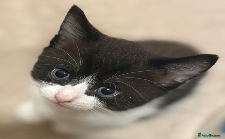 Mixed Breed cats - Advert 2