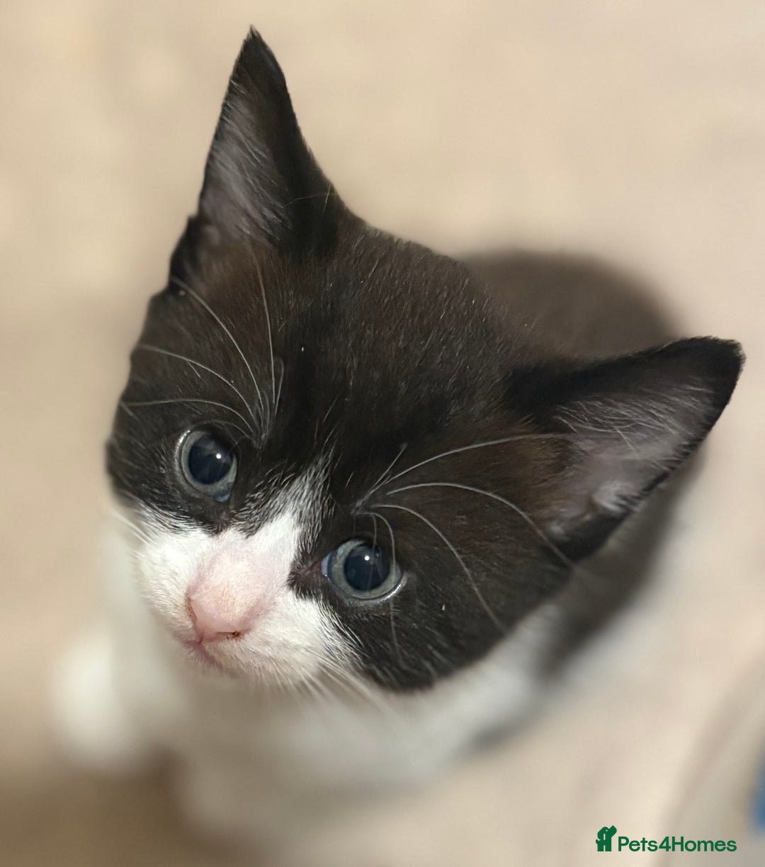 Mixed Breed cats for sale: 3 beautiful black and white kittens  - Image 1