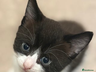 Mixed Breed cats - Advert 9