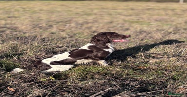 English Springer Spaniel dogs in Clacton-on-Sea - Advert 4