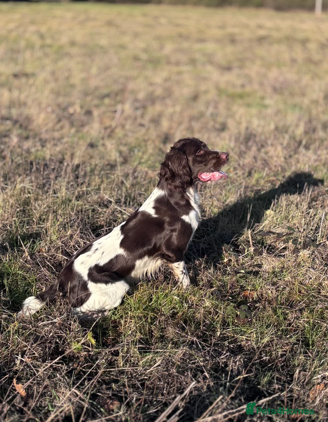 English Springer Spaniel dogs for stud: COI 5.9% English Springer Spaniel STUD  in Clacton-on-Sea - Advert 4