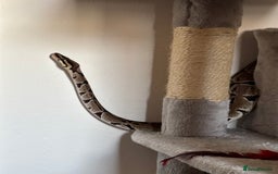 Python Snake reptiles for sale: Reggie the Loving Royal Python - 3 Years Old - Image 8