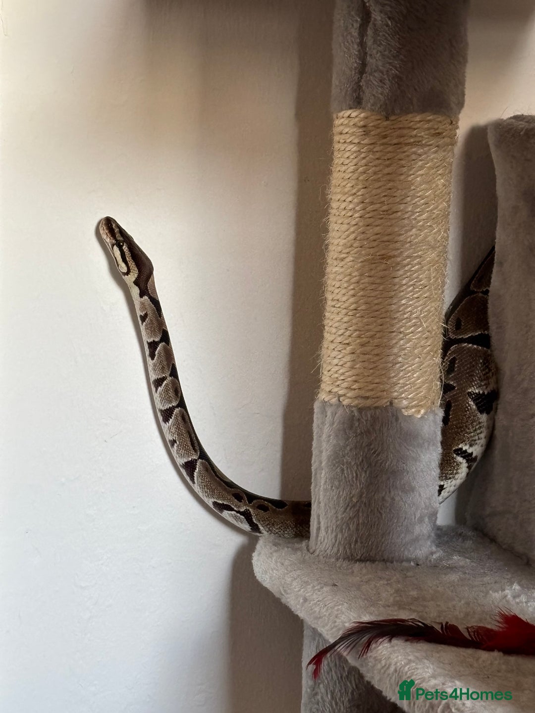 Python Snake reptiles for sale: Reggie the Loving Royal Python - 3 Years Old - Image 8