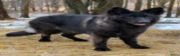 German Shepherd dogs for sale: Exceptional 4 ½ -month-old Black Sable long coat - Advert 4