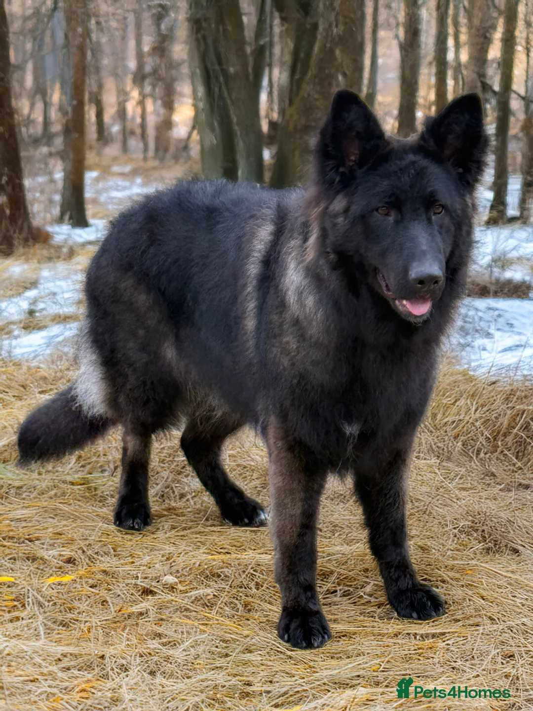 German Shepherd dogs for sale: Exceptional 4 ½ -month-old Black Sable long coat - Advert 4
