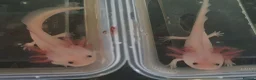 Axolotl reptiles for sale: Baby axolotls  - Advert 3