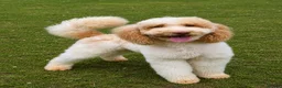 Poodle dogs for stud: Professional Stud Service - Advert 2