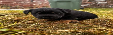 Patterjack 2