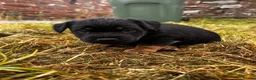 Patterjack dogs for sale: Paterjack puppies for sale  - Advert 4