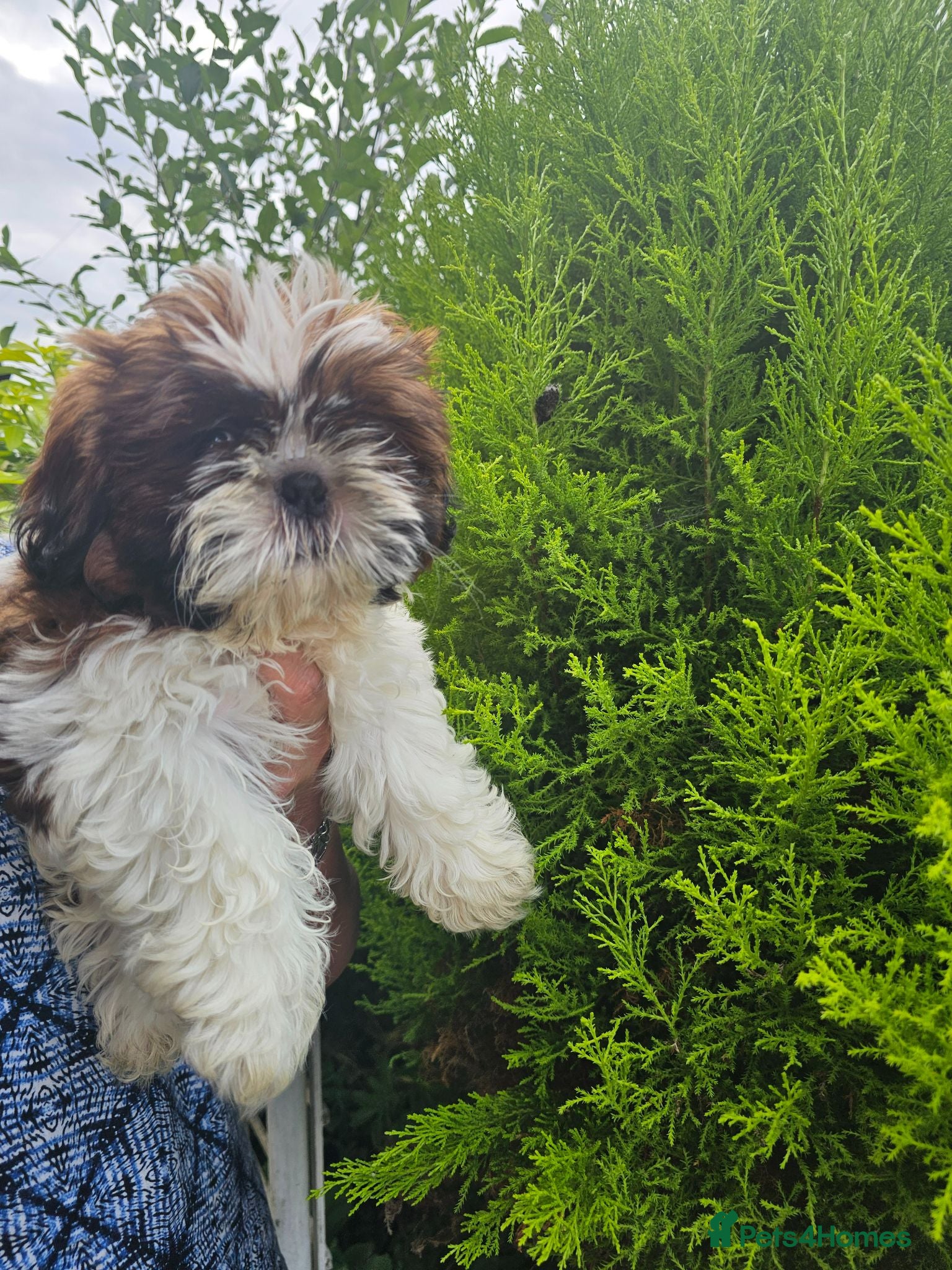 Shih Tzu dogs  READY NOW. KC registered standard shih tzu pup - Advert 15